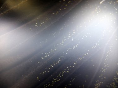 Mikroskop altında kelebek kanatları