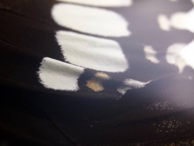 Mikroskop altında kelebek kanatları