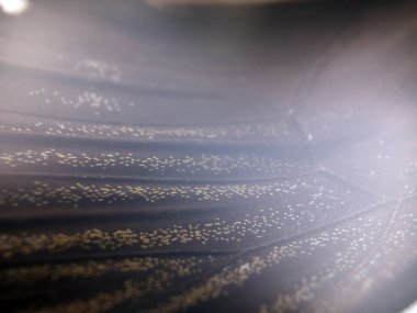 Mikroskop altında kelebek kanatları