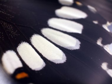 Mikroskop altında kelebek kanatları