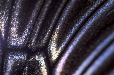 Mikroskop altında kelebek kanatları