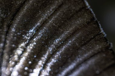 Mikroskop altında kelebek kanatları