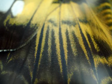 Mikroskop altında kelebek kanatları