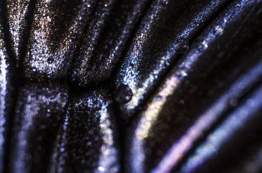 Mikroskop altında kelebek kanatları