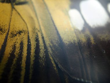 Mikroskop altında kelebek kanatları