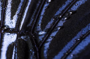 Mikroskop altında kelebek kanatları