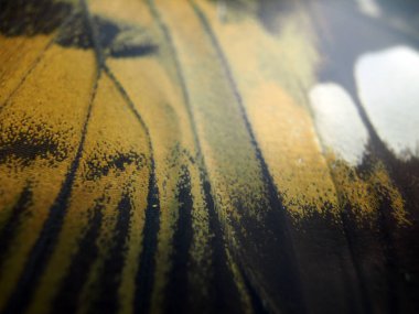 Mikroskop altında kelebek kanatları