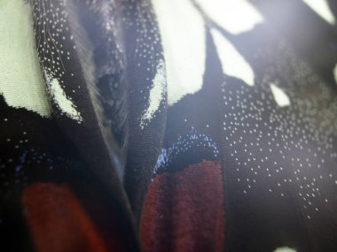 Mikroskop altında kelebek kanatları