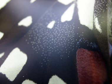 Mikroskop altında kelebek kanatları