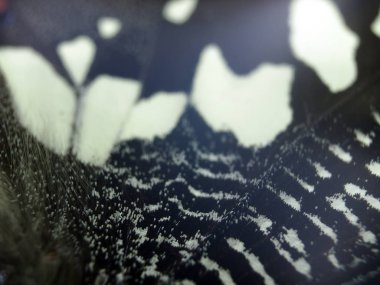 Mikroskop altında kelebek kanatları