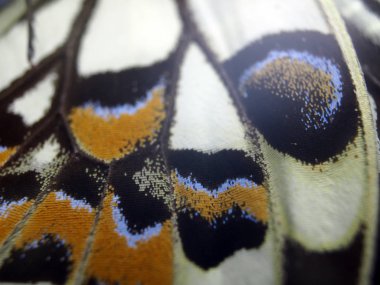 Mikroskop altında kelebek kanatları