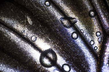 Mikroskop altında kelebek kanatları