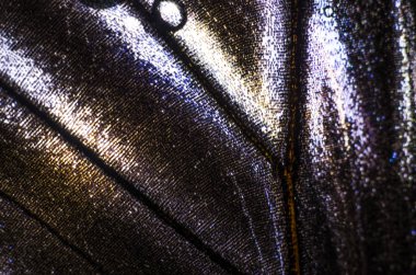 Mikroskop altında kelebek kanatları