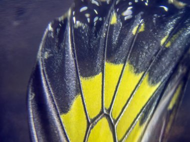 Mikroskop altında kelebek kanatları