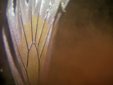 Mikroskop altında kelebek kanatları