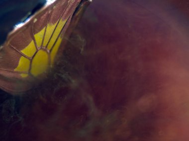 Mikroskop altında kelebek kanatları