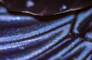 Mikroskop altında kelebek kanatları