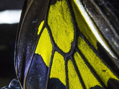 Mikroskop altında kelebek kanatları