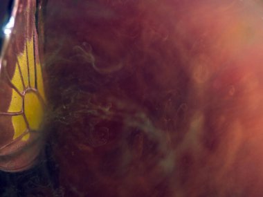 Mikroskop altında kelebek kanatları