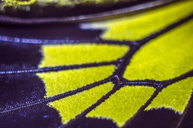 Mikroskop altında kelebek kanatları