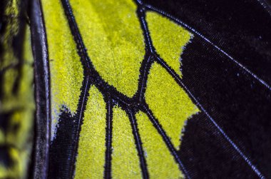 makro bir kelebek kanat