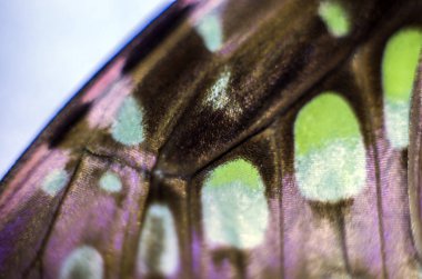 makro bir kelebek kanat