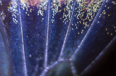 makro bir kelebek kanat