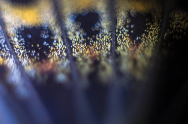 makro bir kelebek kanat