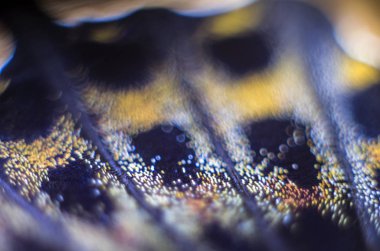 makro bir kelebek kanat