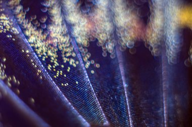 makro bir kelebek kanat