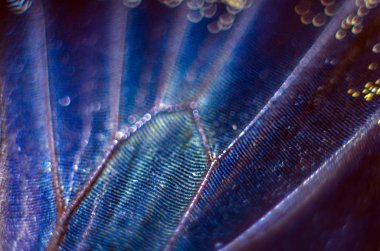 makro bir kelebek kanat