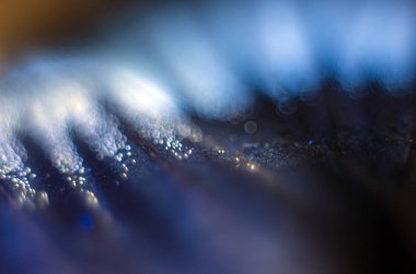 makro bir kelebek kanat