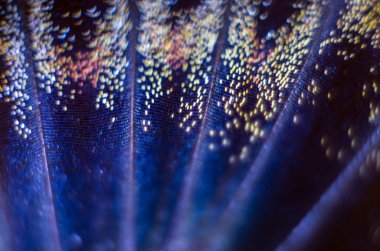 makro bir kelebek kanat