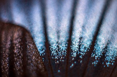 makro bir kelebek kanat