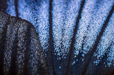 makro bir kelebek kanat