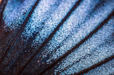 makro bir kelebek kanat