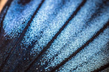 makro bir kelebek kanat