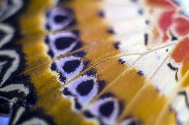 makro bir kelebek kanat