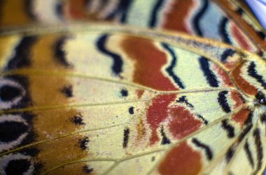 makro bir kelebek kanat