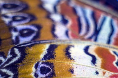 makro bir kelebek kanat