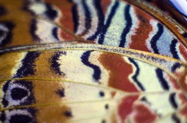 makro bir kelebek kanat