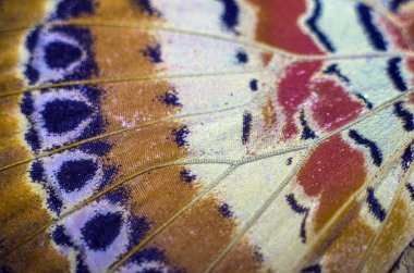 makro bir kelebek kanat