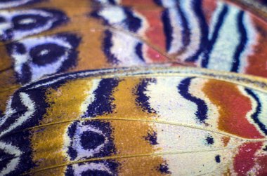 makro bir kelebek kanat