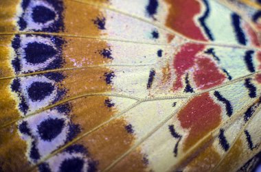 makro bir kelebek kanat