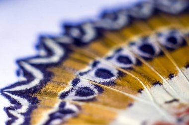 makro bir kelebek kanat