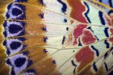 makro bir kelebek kanat