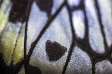 makro bir kelebek kanat