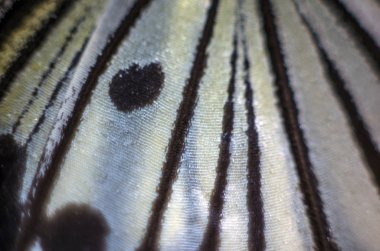 makro bir kelebek kanat