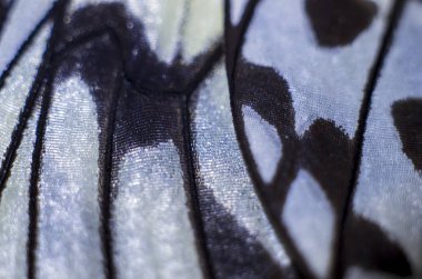 makro bir kelebek kanat