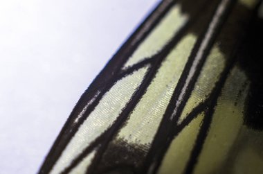 makro bir kelebek kanat